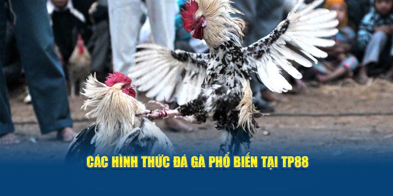 Các hình thức đá gà phổ biến