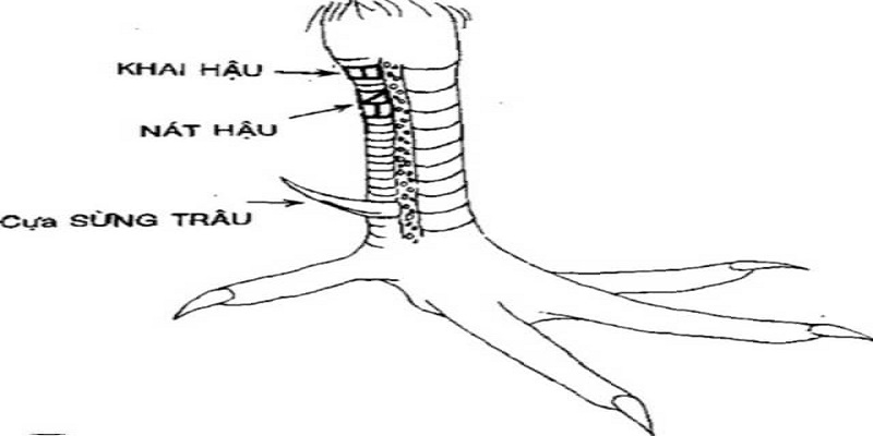 Những dạng vảy sư kê không nên lựa chọn 