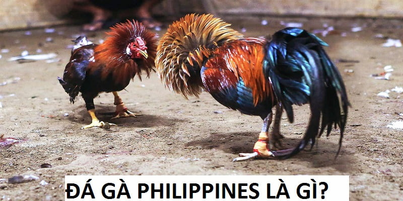 Giải mã về cá cược đá gà Philippines trên sân chơi TP88