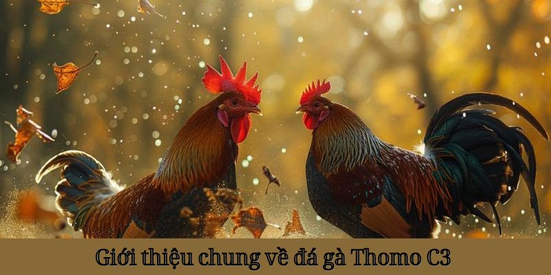 Giới thiệu chung về hình thức đá gà Thomo cho cược thủ