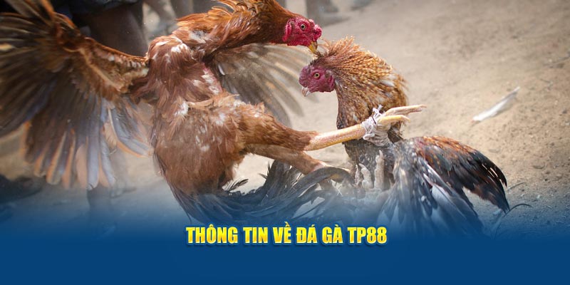 Thông tin về đá gà TP88